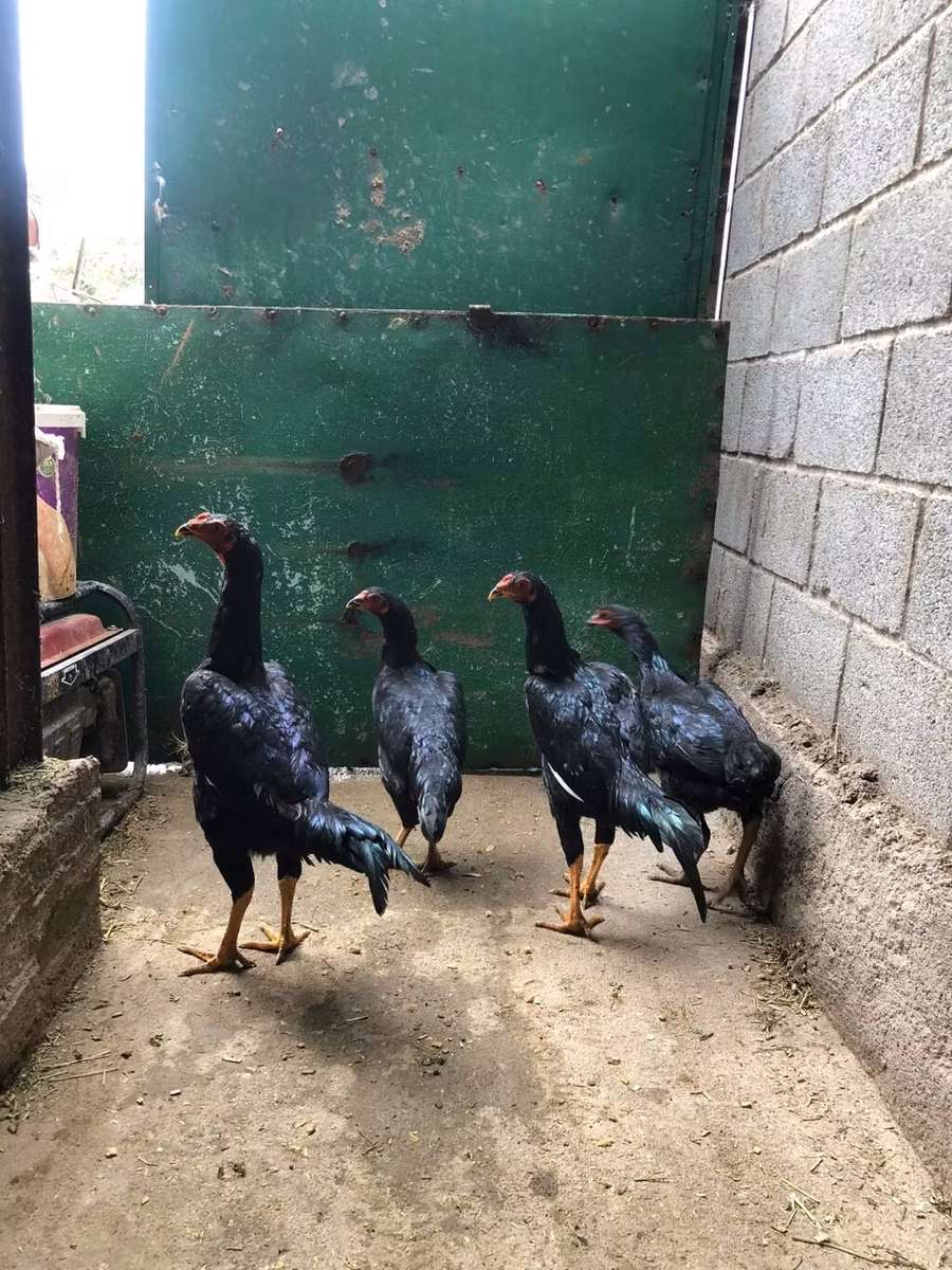 शामो चिकन्स
