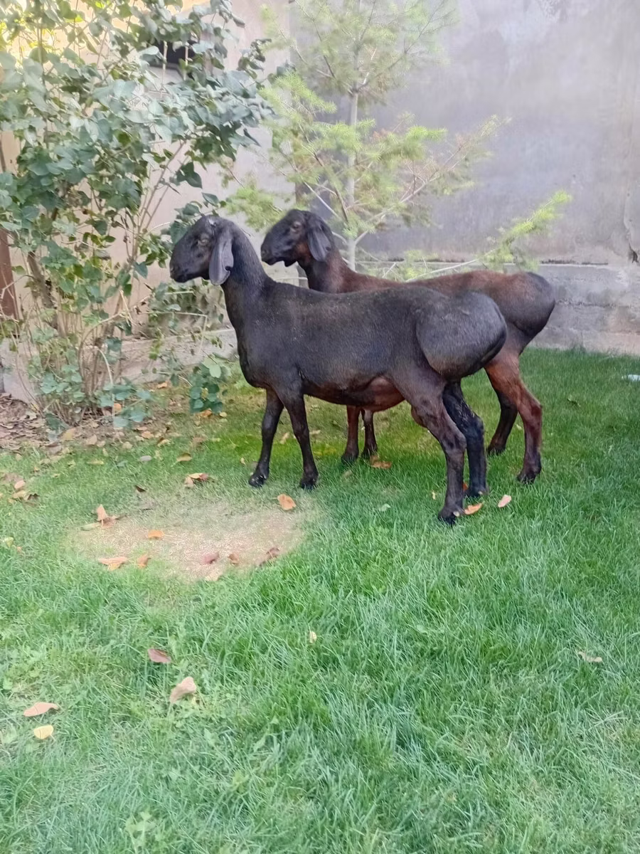 Arashan sheep