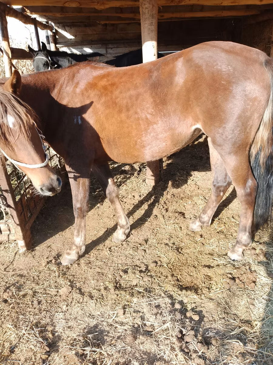 French Trotter