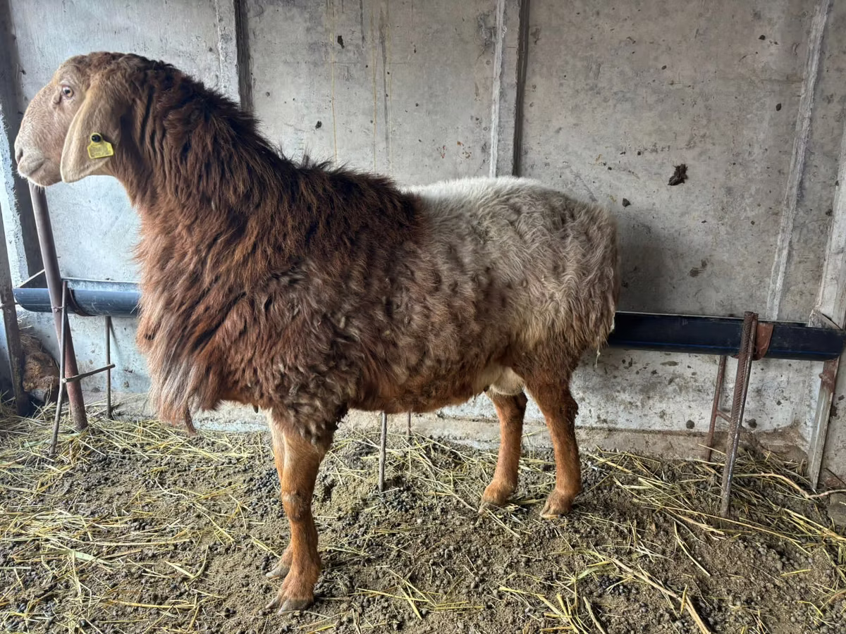 Arashan sheep
