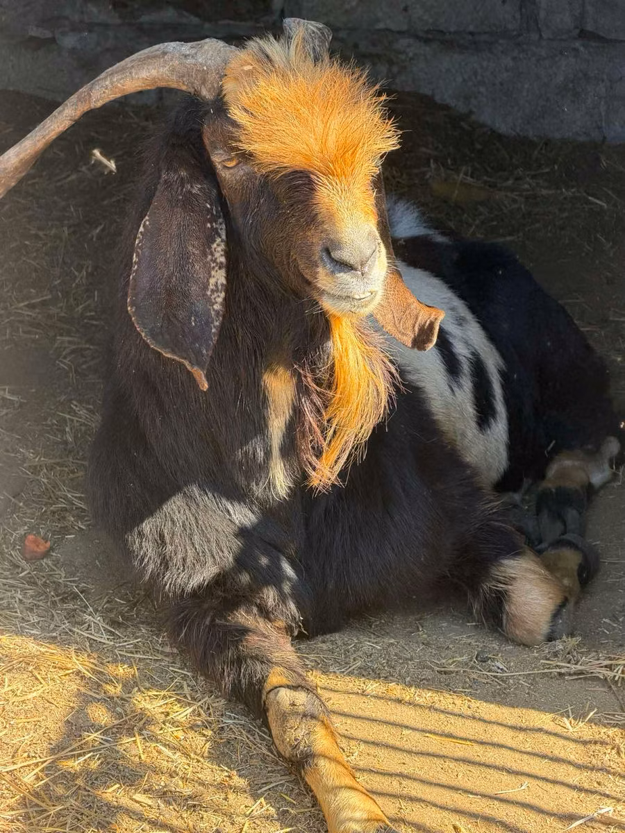 Nubian Goat