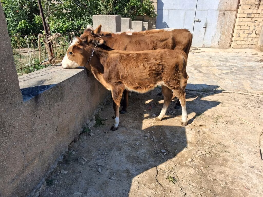 السلالة الحمراء المنقطة