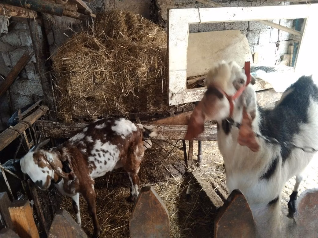 Beetal goats
