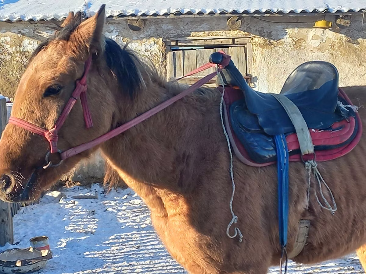 Казахская лошадь