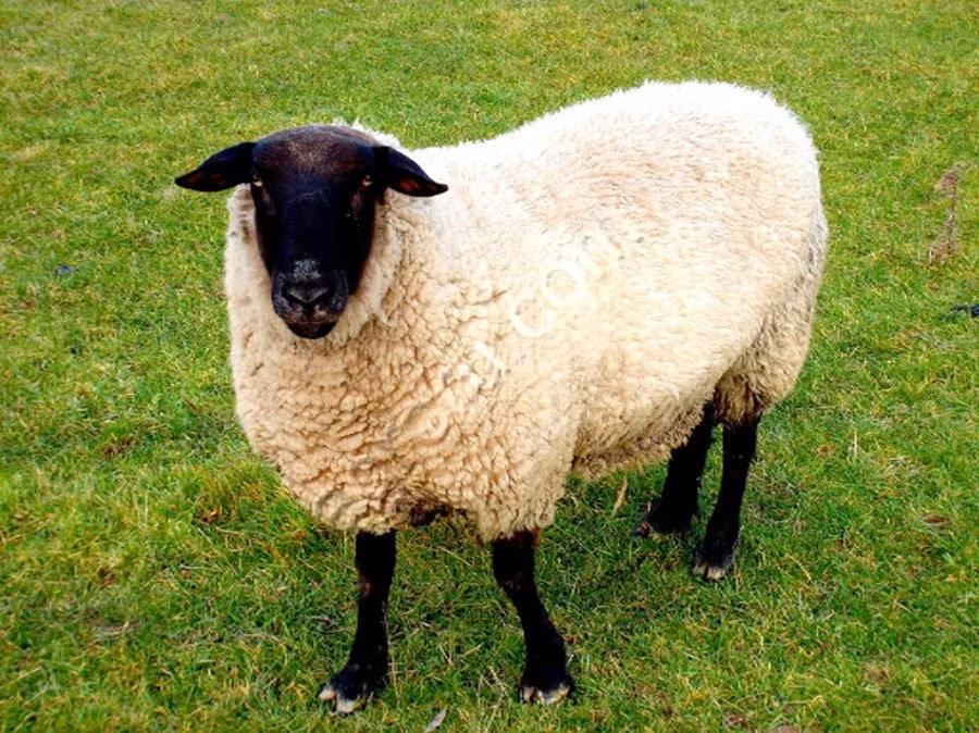 Barbados Blackbelly sheep