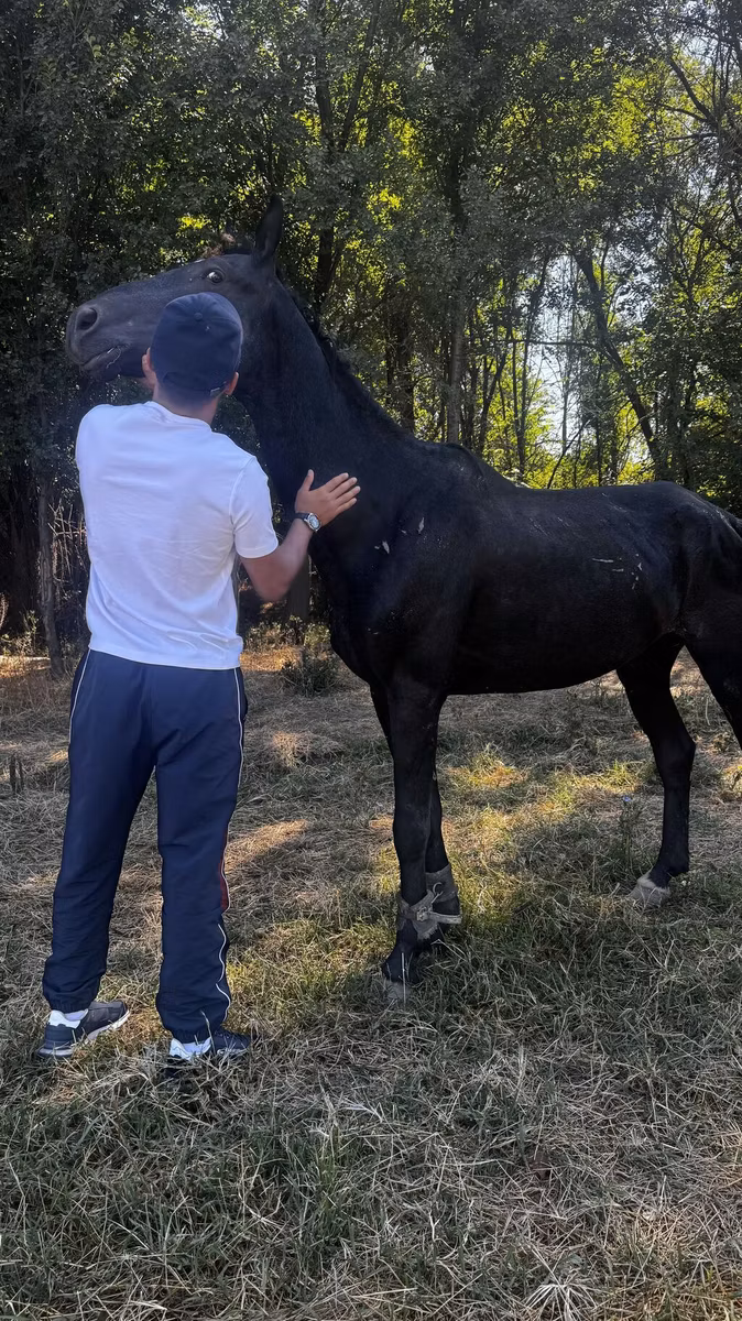 Russian warmblood