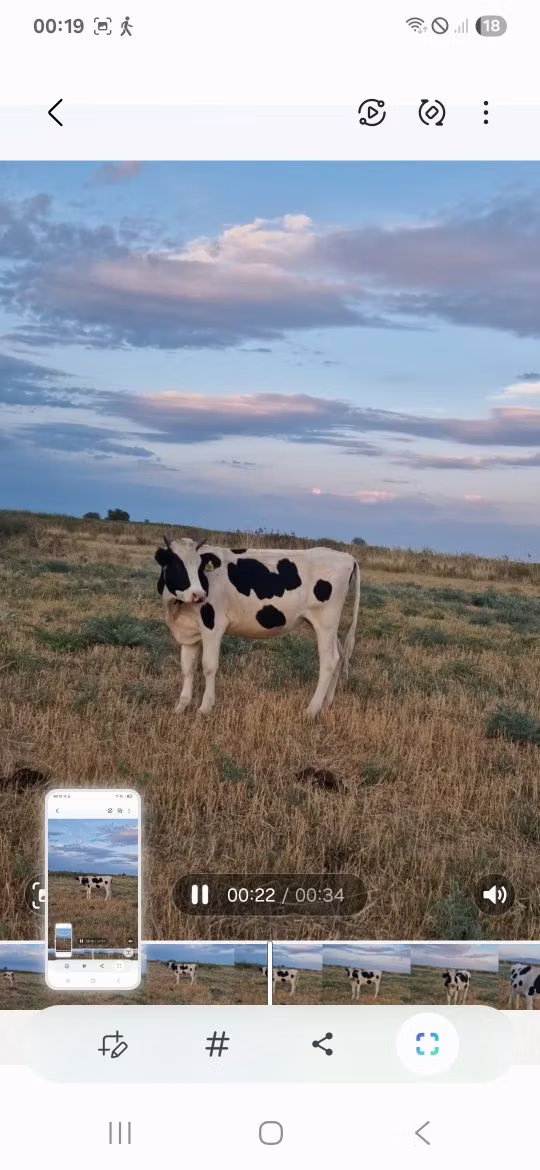 Holstein breed