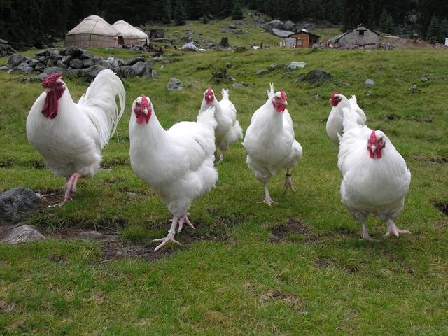 Швейцарская