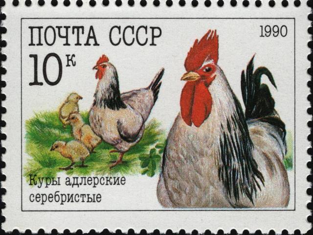 Ադլեր Սիլվեր