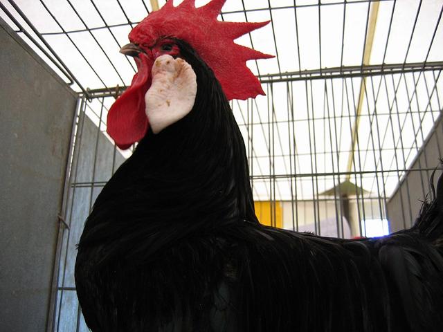 Մինորկա