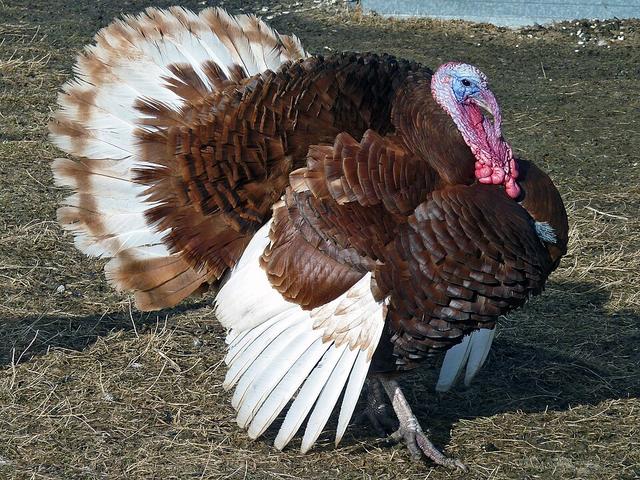 Բուրբոն կարմիր