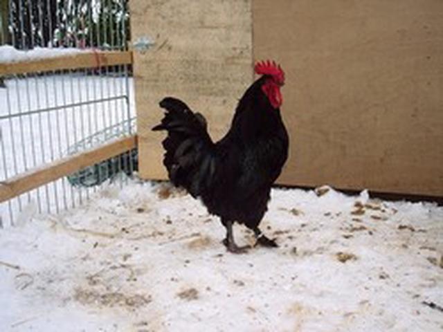 Էստեր