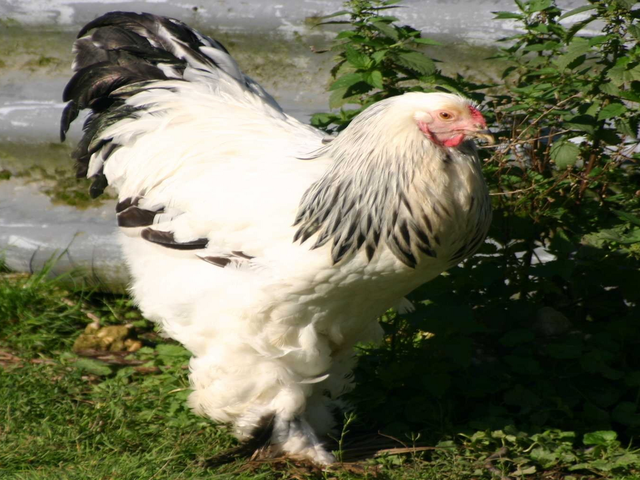 Բրահմա