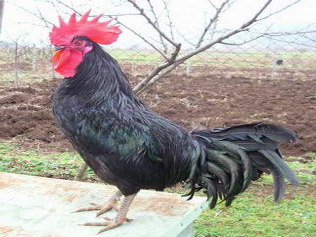 Սև Շումեն