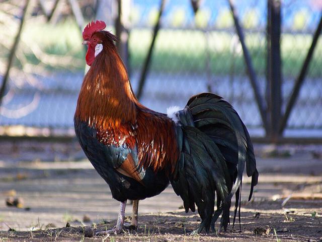 Ալցշտայրեր