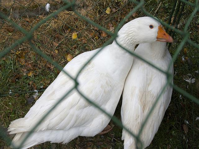 չեխական
