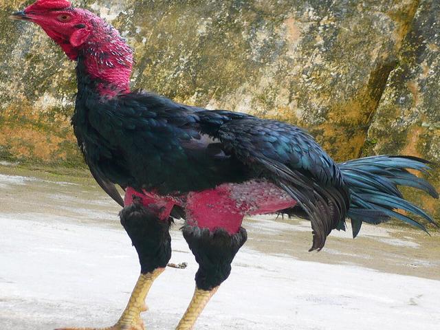 Գա Նոյ
