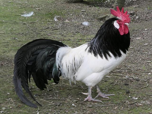 Լակենվելդեր